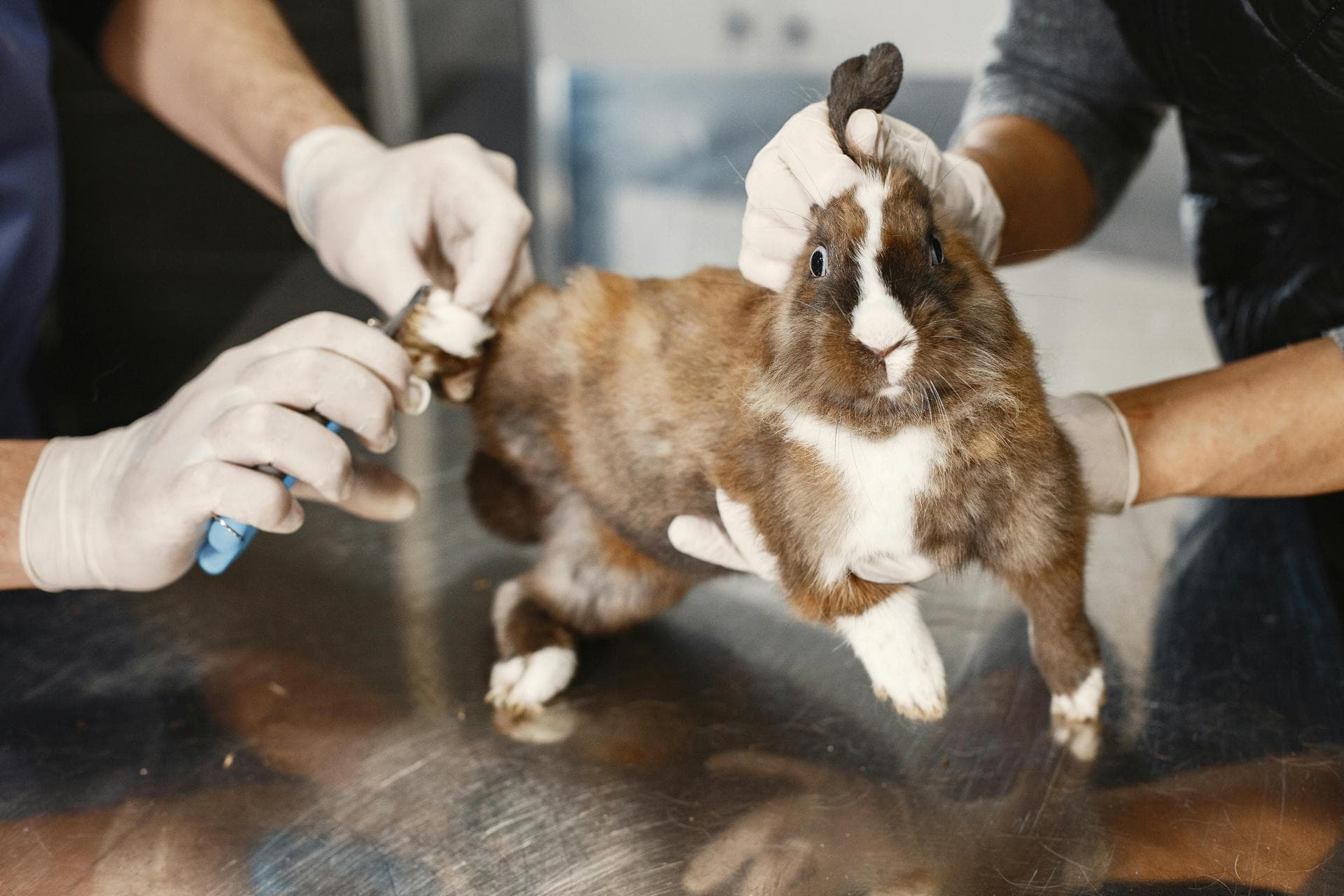 Pet Microchipping Prices in Basildon