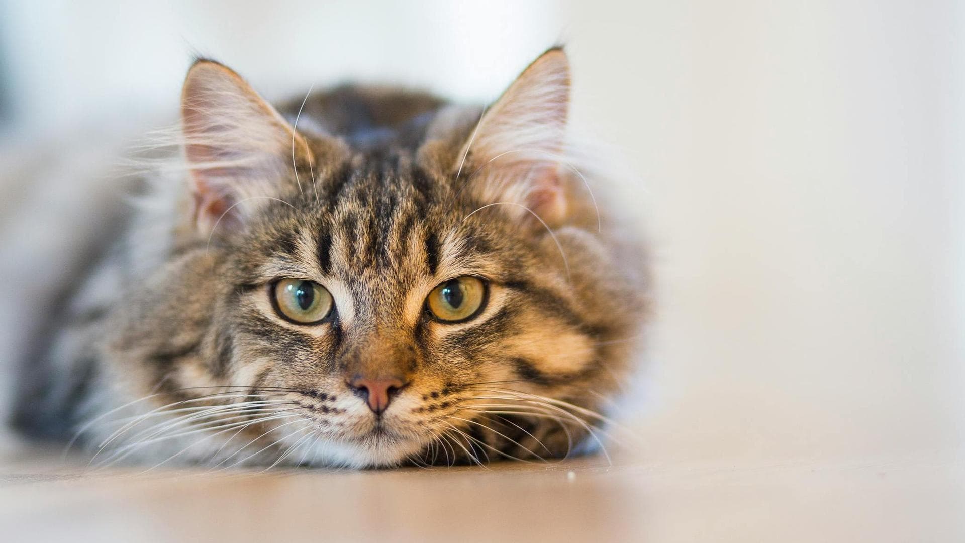 Cat Kitten Vaccinations Feline Leukaemia Prices in Basildon