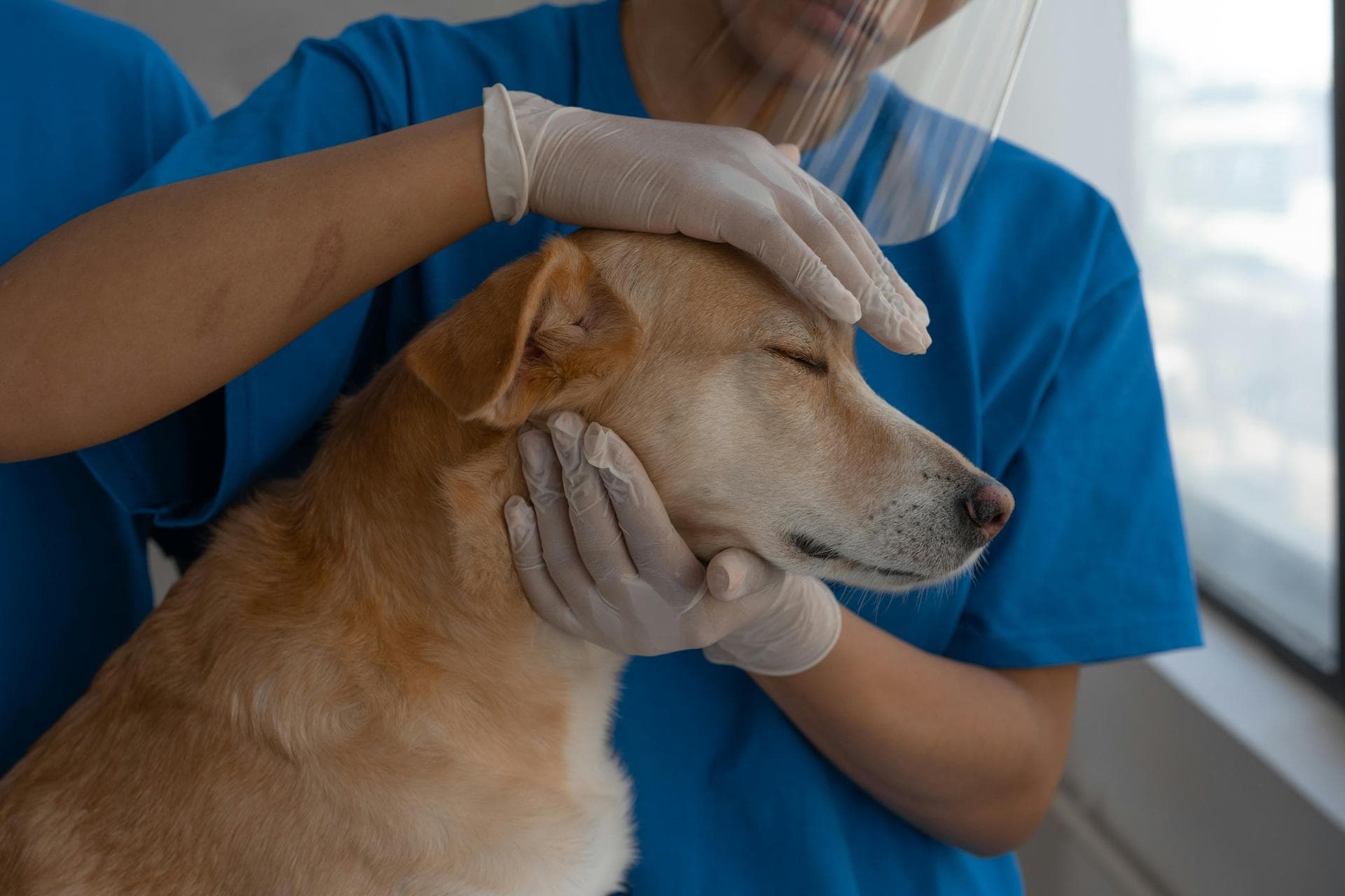 Emergency Vets in Basildon