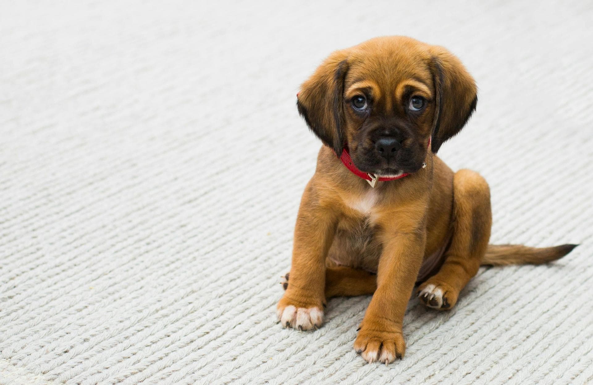 Rabbit Vaccinations Vhd Myxo Prices in Basildon