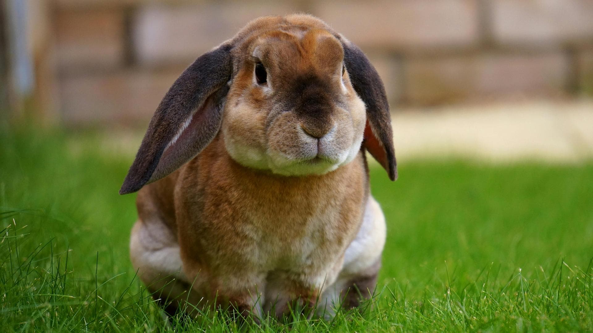 Dog Spay Castrate Neutering Prices in Basildon